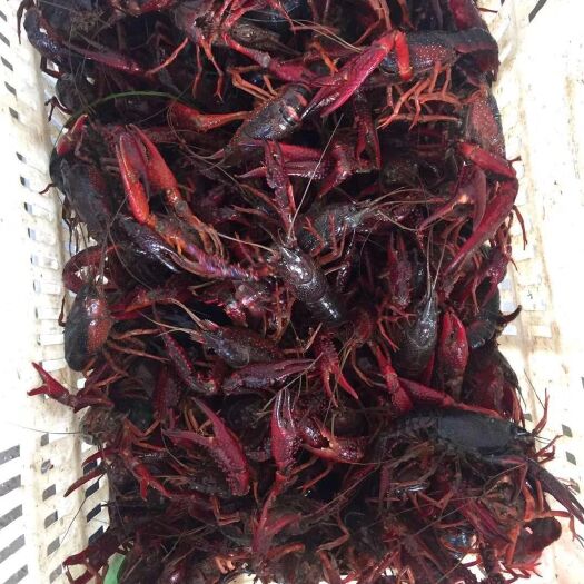 潜江红壳小龙虾 4-6钱 稻田虾 