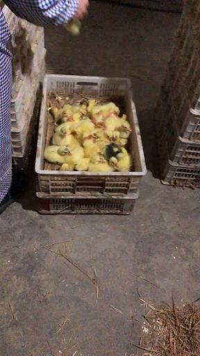 嘉祥县扬州大白鹅苗 