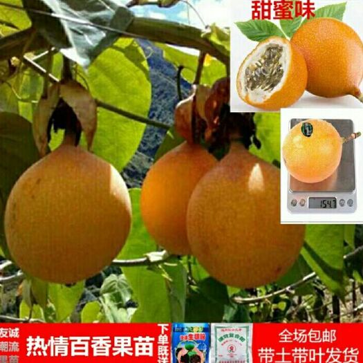 灵山县哥伦比亚百香果苗 
