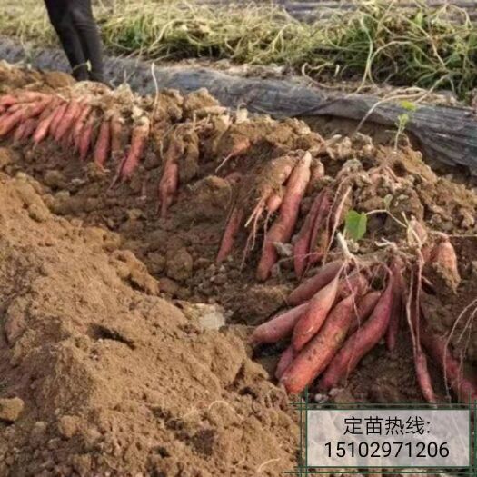 咸阳秦薯4号红薯苗 15~25cm 