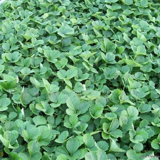 汉寿县红颜草莓苗 10~20公分 地栽苗 