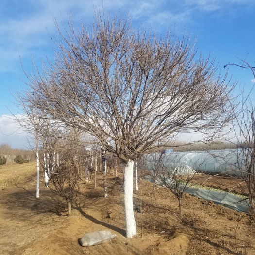 沭阳县紫丁香 18~20cm 16~18cm 4米以上