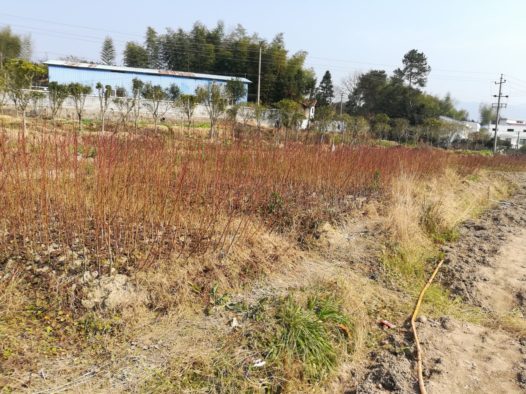 桃树苗湖南炎陵锦绣黄桃苗 根系发达 大量批发支持种植技术指导