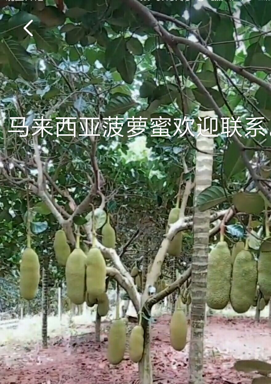 马来西亚一号菠萝蜜苗