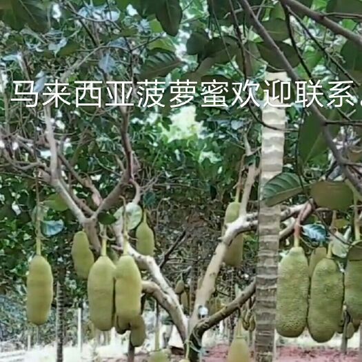 普宁市马来西亚一号菠萝蜜苗