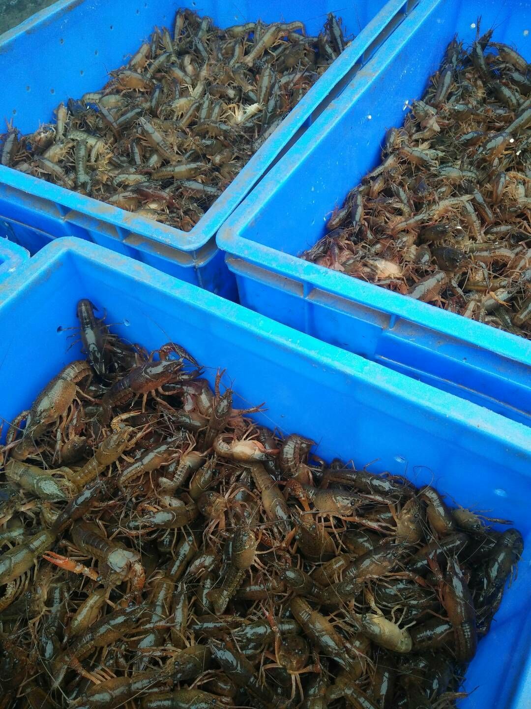 泸州生态小龙虾 2钱以下 塘虾