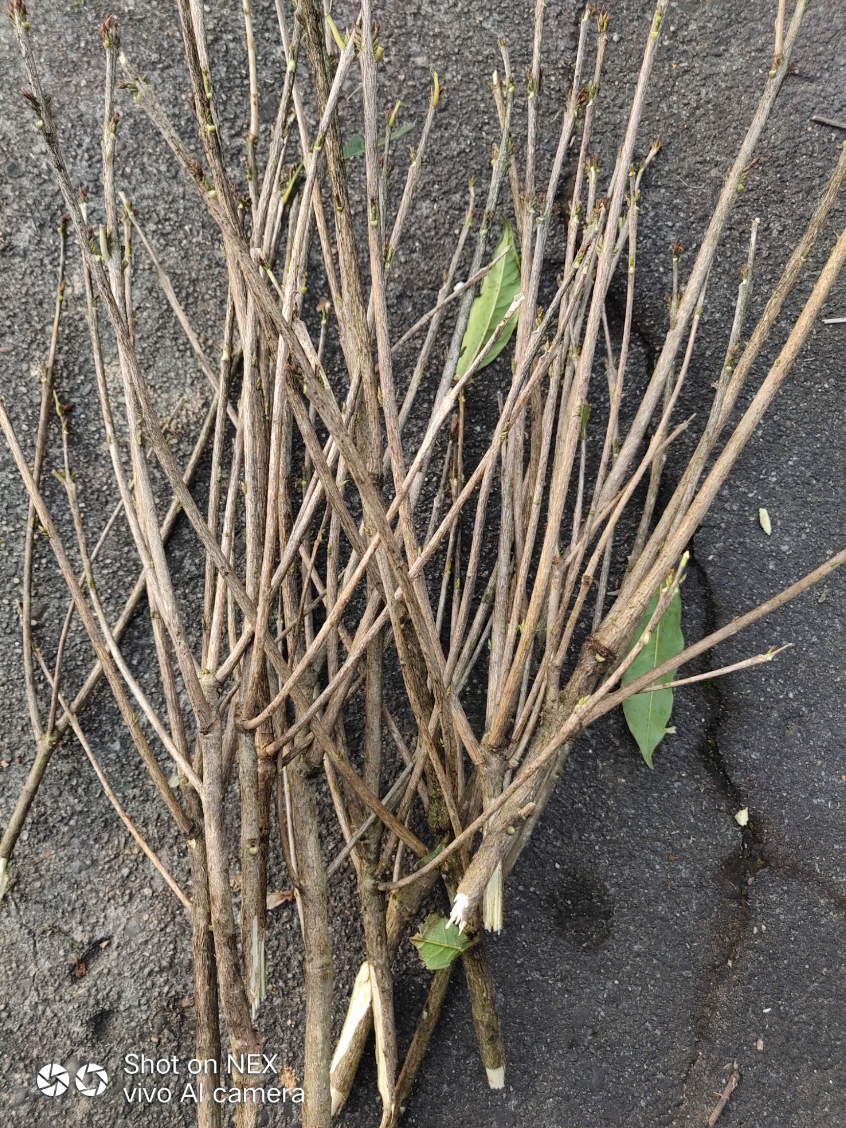 桂花树种子 这个是多少钱一斤的