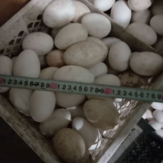 海兴县大三花鹅蛋 孵化 箱装 