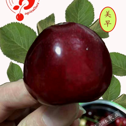 大连美早樱桃  8-12g 15-20mm 鑫利辉二级美早樱桃