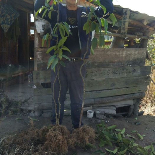 通道县粉红黑老虎苗  供应黑老虎果树，带土球，花，果，叶，提供技术，支持代发。