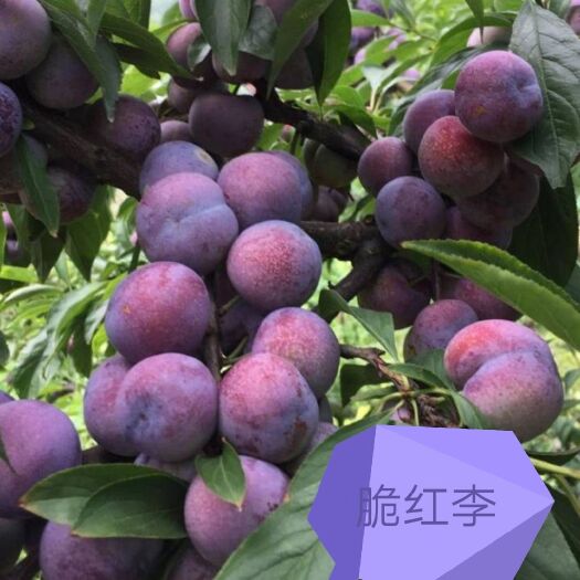 简阳市脆红李苗 包邮