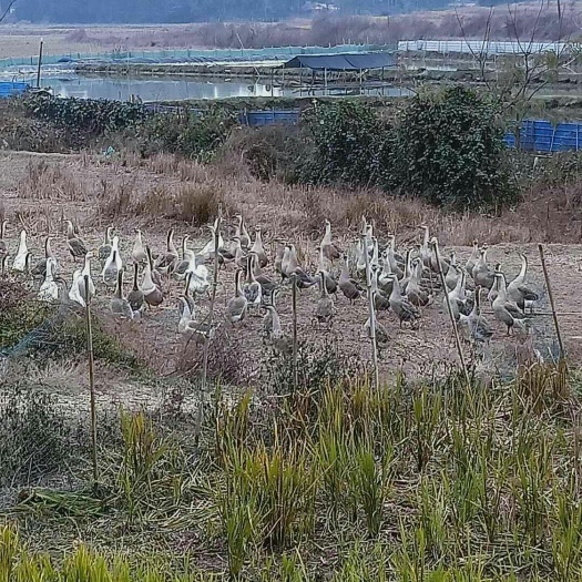 常德土鹅蛋 食用 箱装 