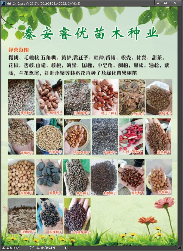 国槐种子 纯新种子出售发芽90%以上