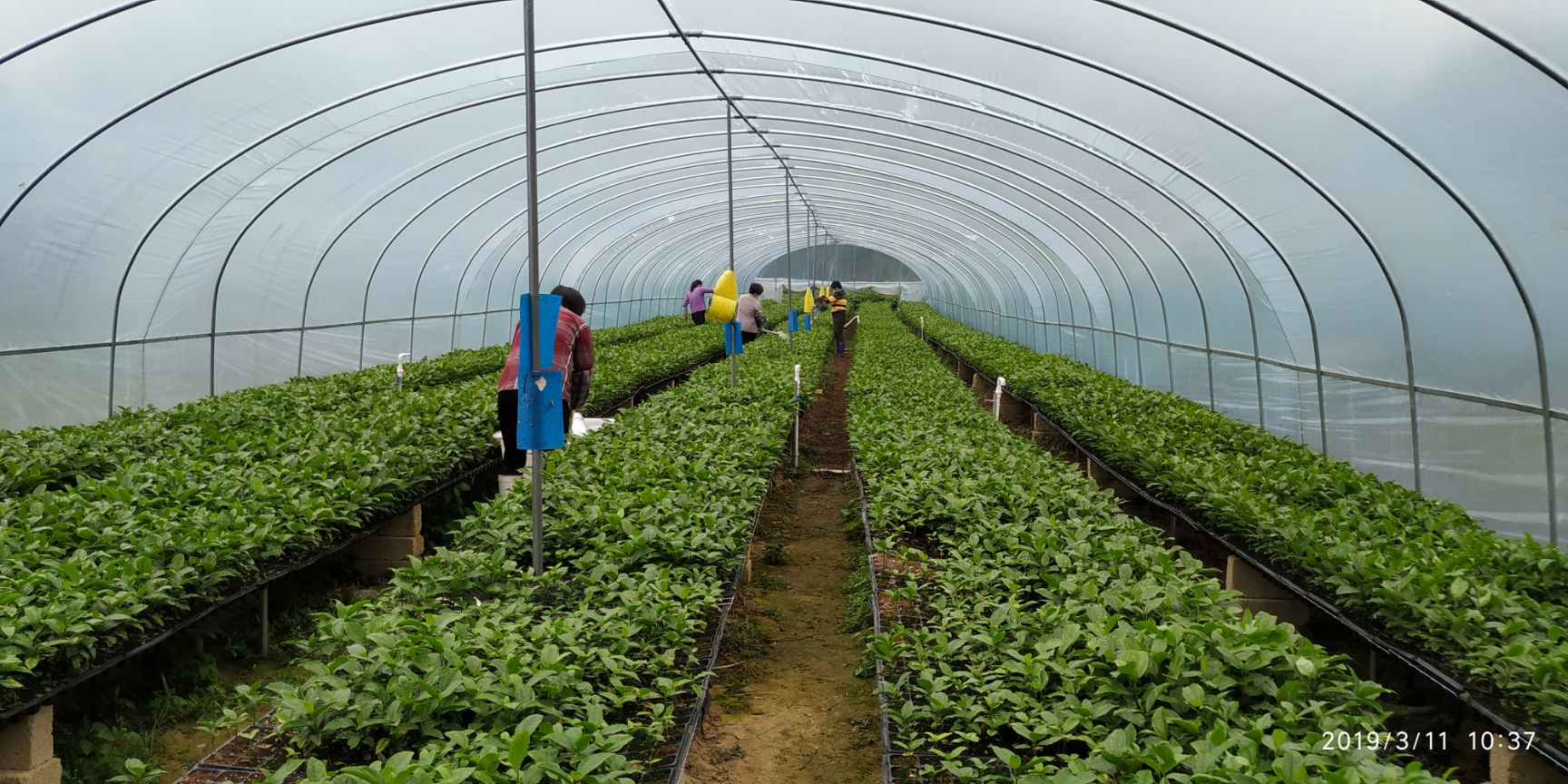 芭乐味百香果苗 