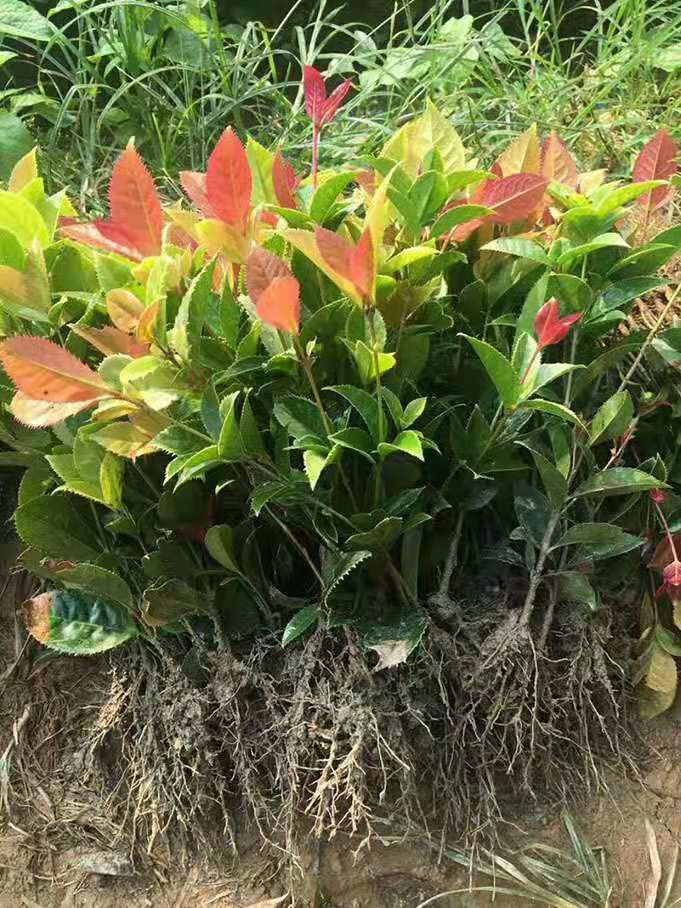 桂花树种子 这个是多少钱一斤的