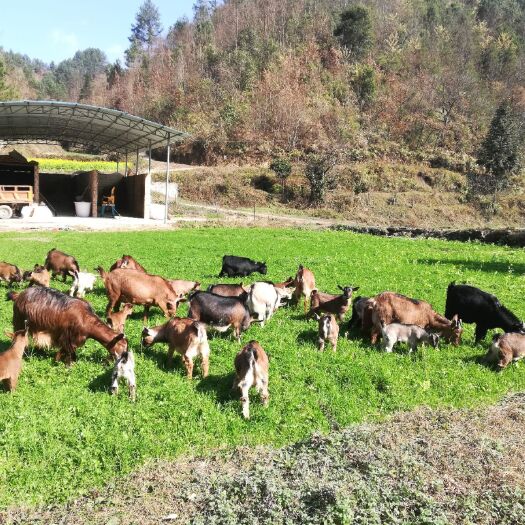 平塘县黑山羊 50-80斤