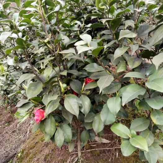 高县十八学士 80~100cm 