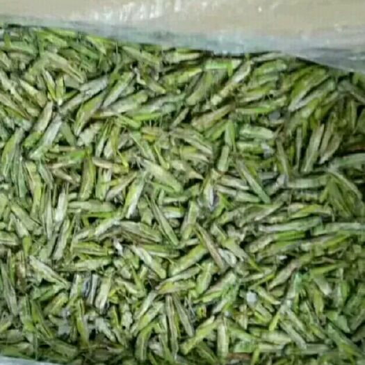大连中华稻蝗