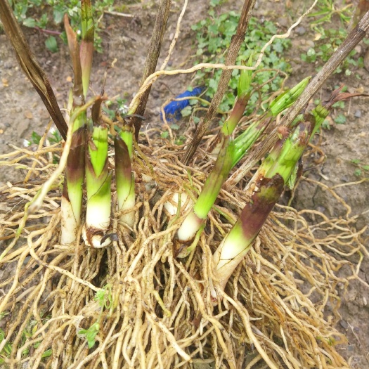 全州县紫花白芨苗 紫花白芨秋后开挖