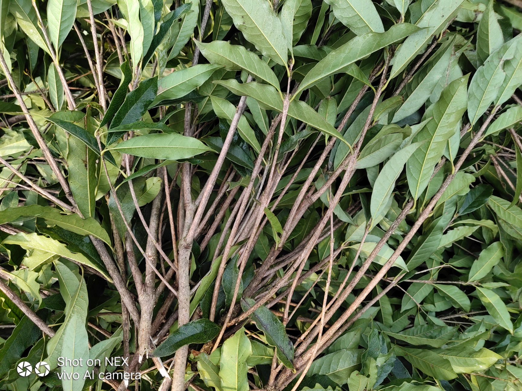 桂花树种子 这个是多少钱一斤的