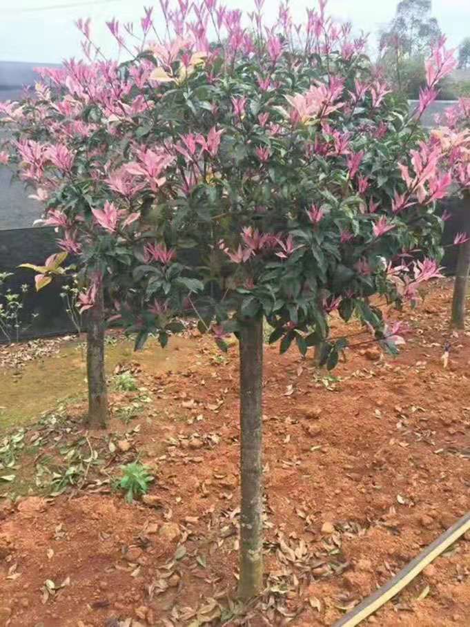 桂花树种子 这个是多少钱一斤的