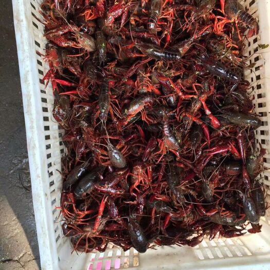 沅江市沅江小龙虾 5-7钱 稻田虾 