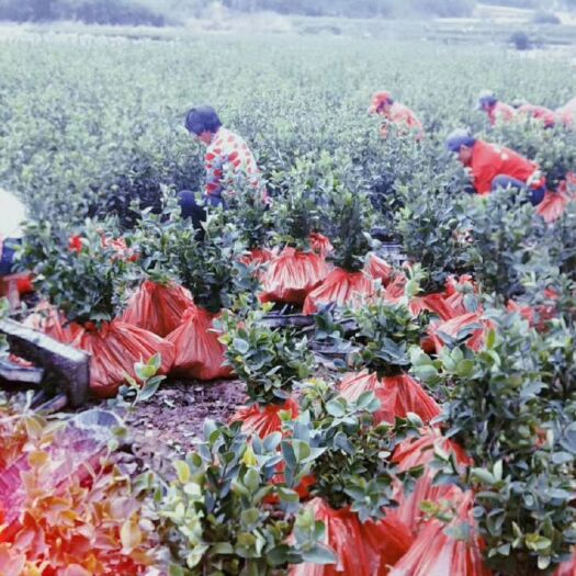 太湖县油茶苗 