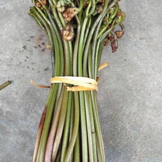 资兴市野生蕨菜 鲜货 
