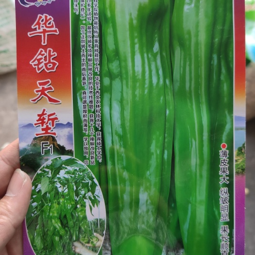 夏邑县薄皮辣椒种子  华钻天堑F1 早熟 皮薄果大 果长顺直 耐低
