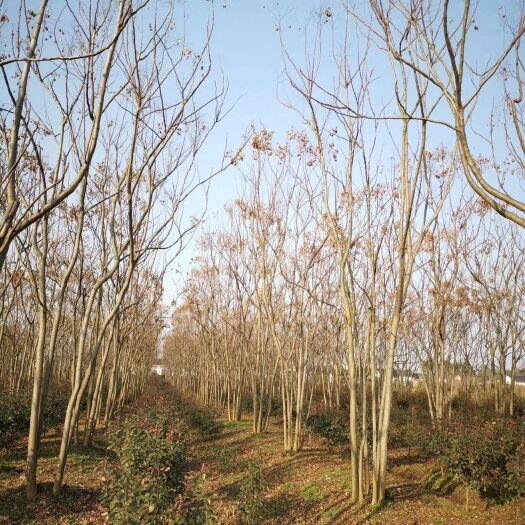 益阳黄山栾树 