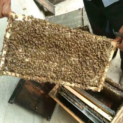 广州荔枝蜜 桶装 2年以上 98% 