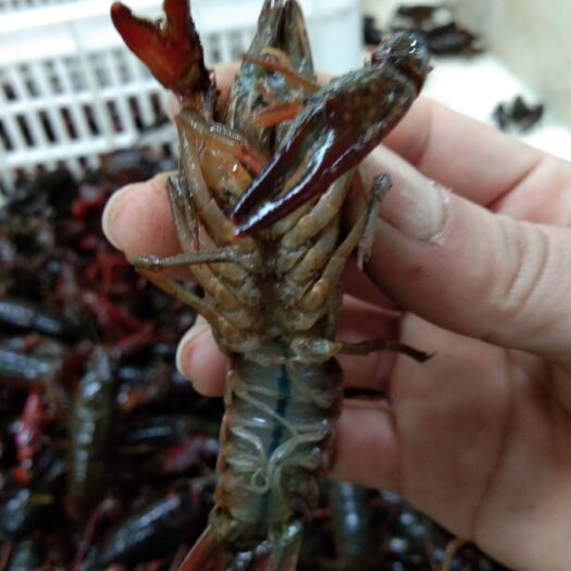 潜江青壳小龙虾 3-5钱 人工养殖 