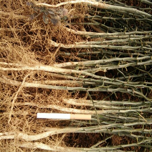 青岛种植枳壳苗  供用子播柑橘类沾木
