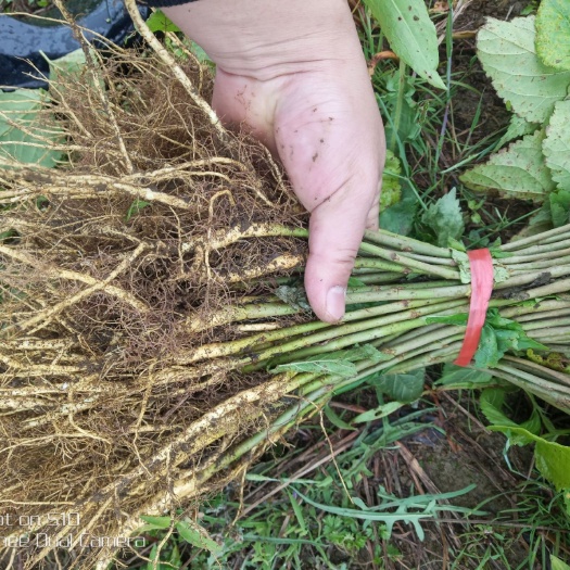 横州市广东品种桑树苗！养蚕专用苗桑芽菜专用苗粤桑11号粤桑51号！