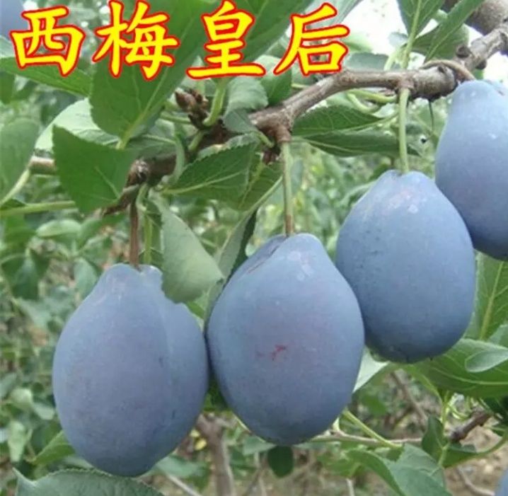 蜂糖李树苗 蜂糖李子苗现挖现发，包成活，包品种包成活假一赔万