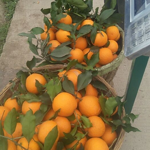 仁寿县青见柑桔 7 - 7.5cm 5两以上 