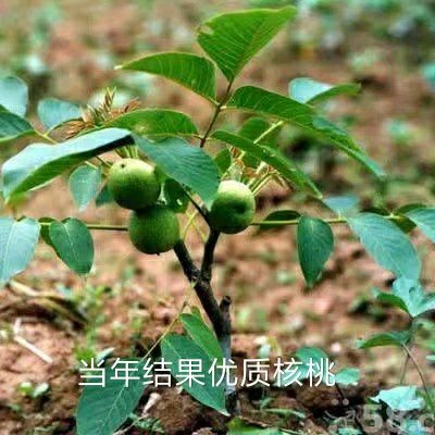 平邑县薄皮核桃苗 