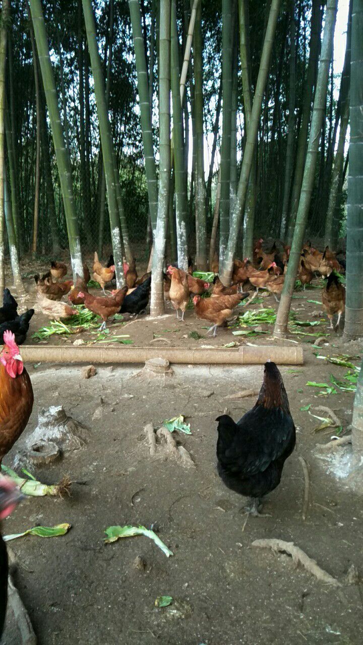 土鸡 2-3斤 母 