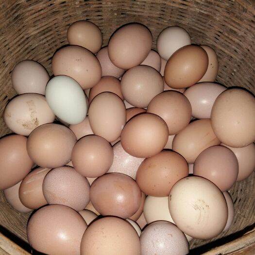 广元土鸡蛋 食用 箱装 