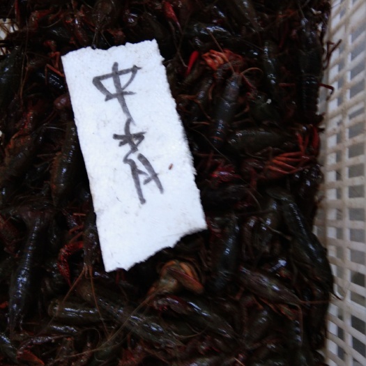 潜江青壳小龙虾 9钱以上 人工养殖 