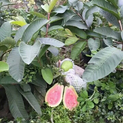 灵山县红心芭乐番石榴苗 