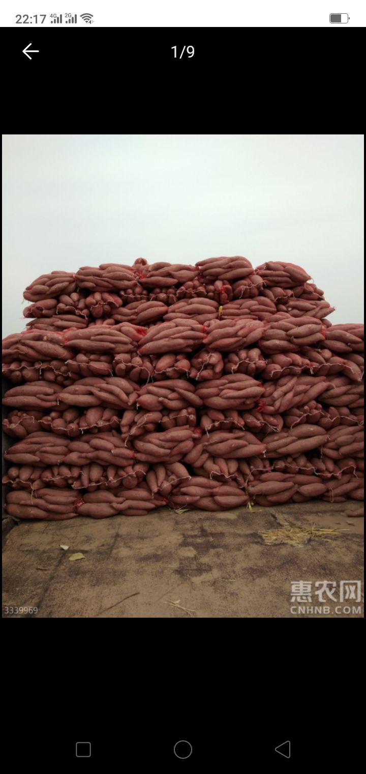 龙薯九号  混装通货 红皮 