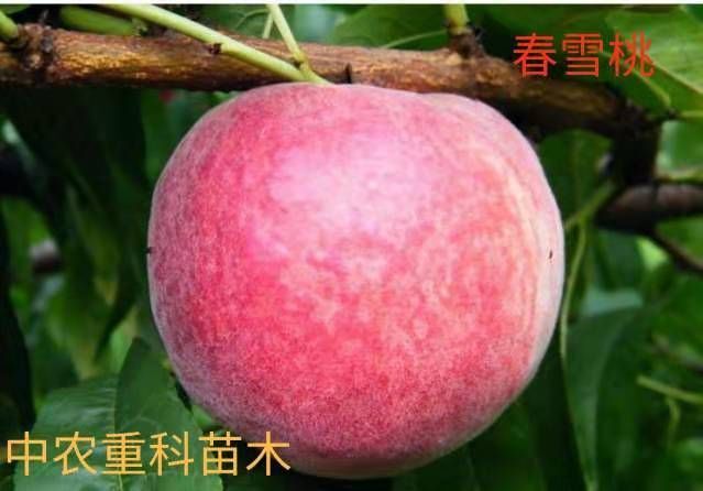 简阳市春雪桃树苗  基地直供现挖现发，品种纯正，二年挂果
