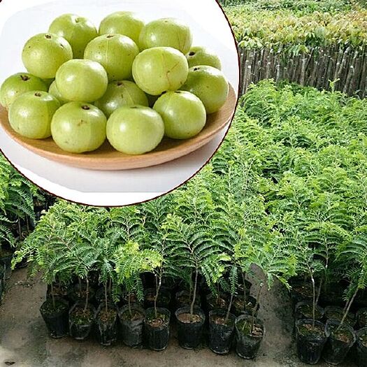 灵山县余甘果苗 0.5~1米