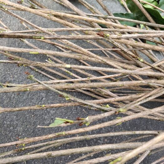 咸宁桂花树种子 这个是多少钱一斤的