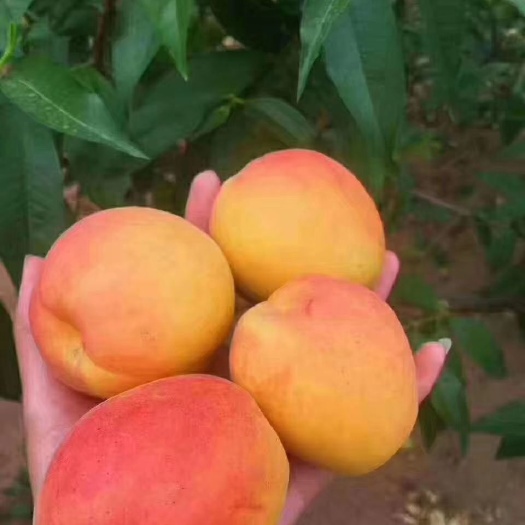 营口杏树苗 杏苗 沙金红杏树苗