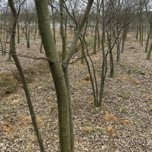 武汉 10公分朴树