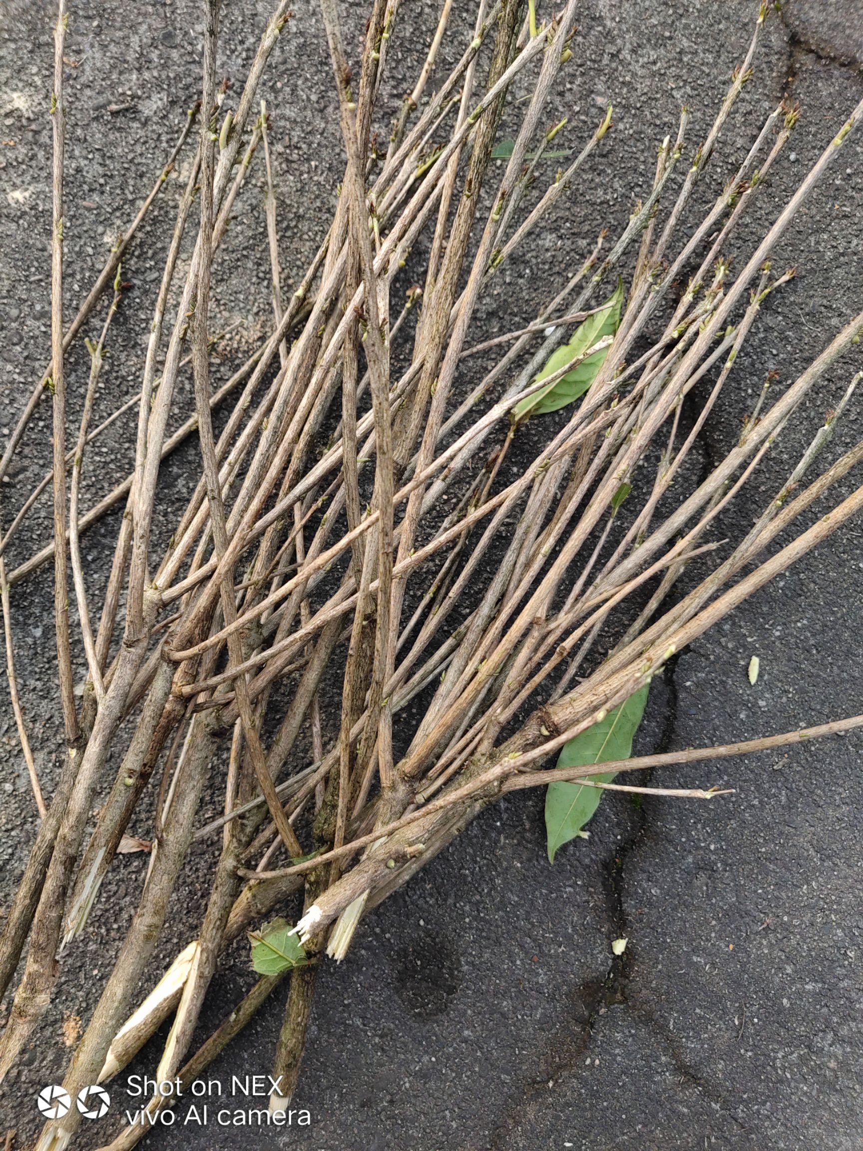 桂花树种子 这个是多少钱一斤的