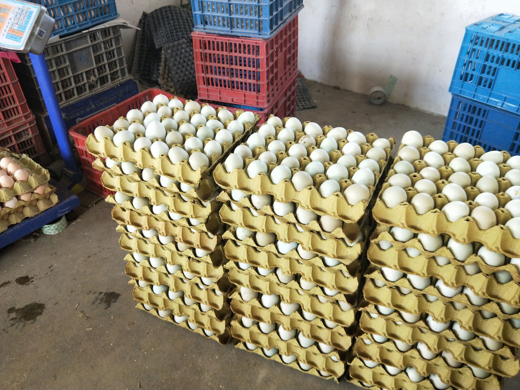 粉壳蛋  新鲜绿壳鸡蛋420枚装！全国发货！量大谈价！