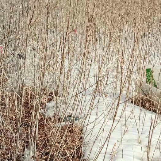额敏县沙棘苗 